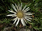 67 Carlina bianca (Carlina acaulis) 